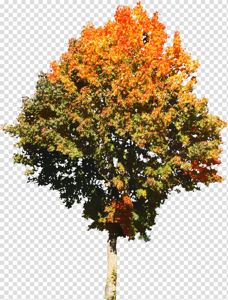 Red Maple Tree, Shrub, Southern Magnolia, Oak, Branch, Texture Mapping, 3D Computer Graphics, Plant transparent background PNG clipart