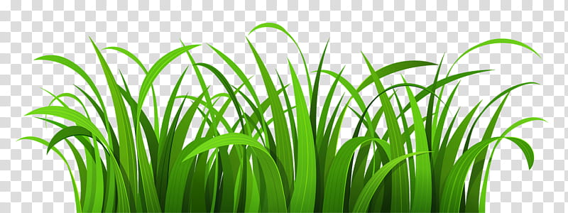 Green Grass, BORDERS AND FRAMES, Grasses, Lawn, Drawing, Plant, Grass Family, Wheatgrass, Herb transparent background PNG clipart