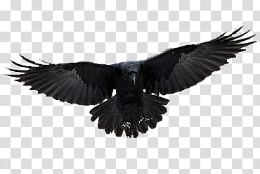 cuervo, flying black bird transparent background PNG clipart