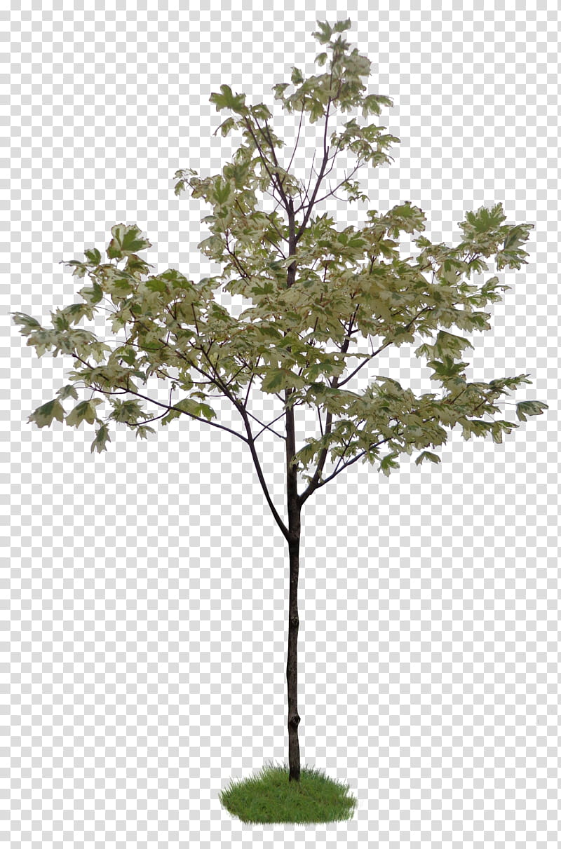 plant , small tree transparent background PNG clipart