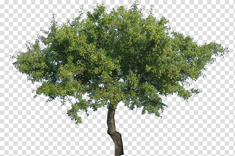 Tree  with transparency, small tree transparent background PNG clipart