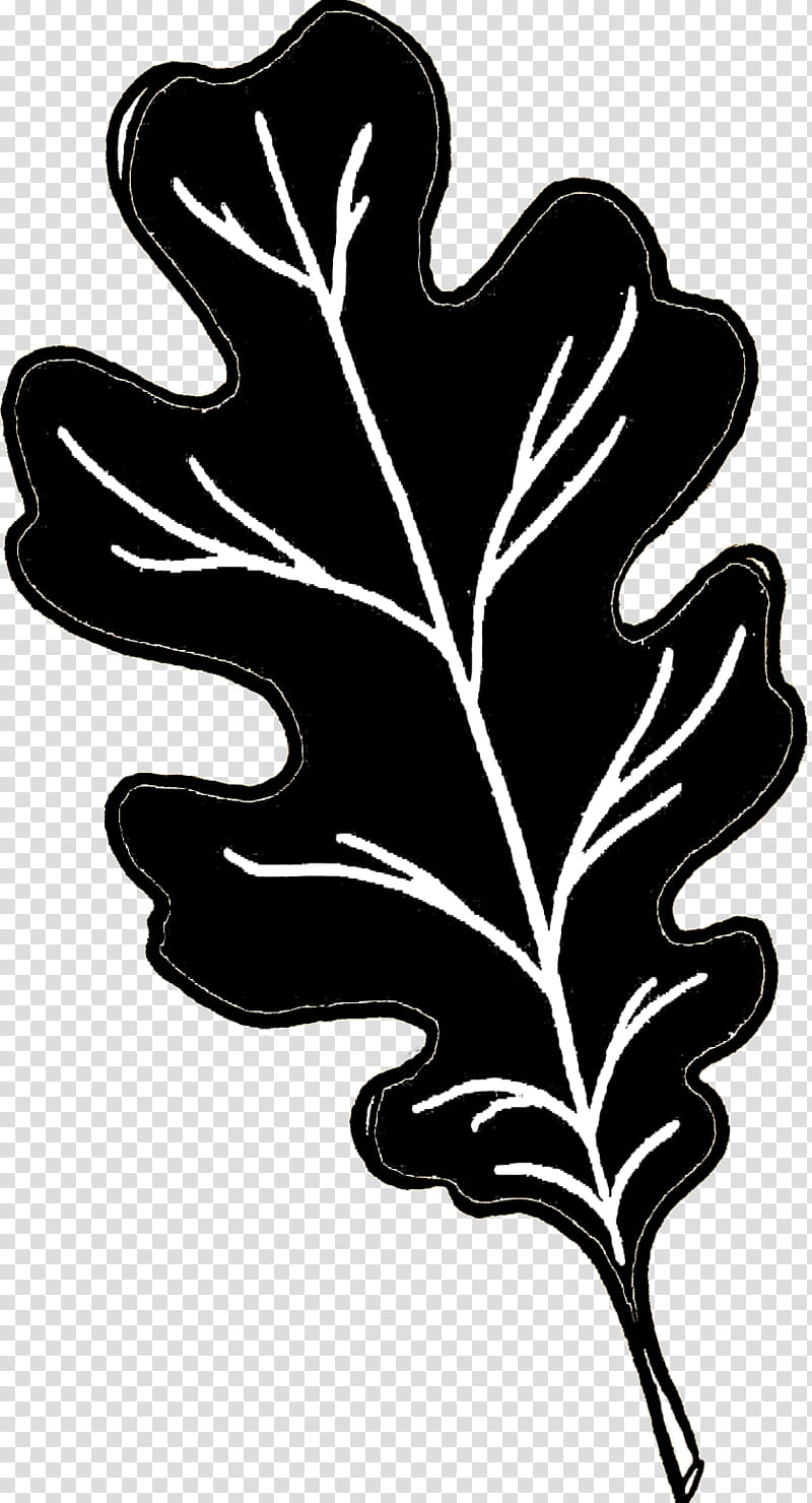 Oak Tree Leaves, White Oak, Leaf, Black Oak, Gambel Oak, Black White M, Logo, Acorn transparent background PNG clipart
