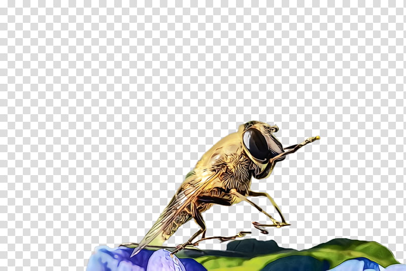 insect pest fly house fly locust, Watercolor, Paint, Wet Ink, Horse Flies, Blowflies transparent background PNG clipart