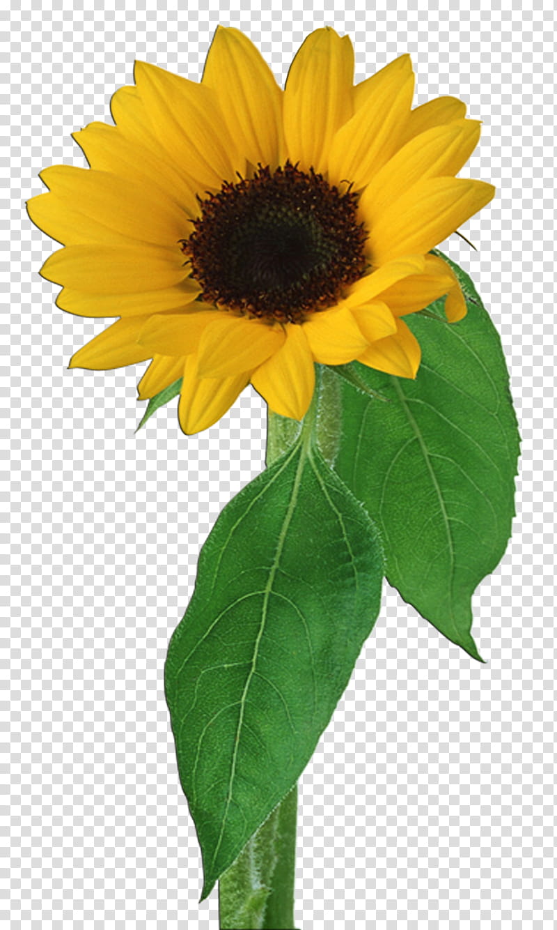 Flower  Clear Cut, sunflower with leaves transparent background PNG clipart