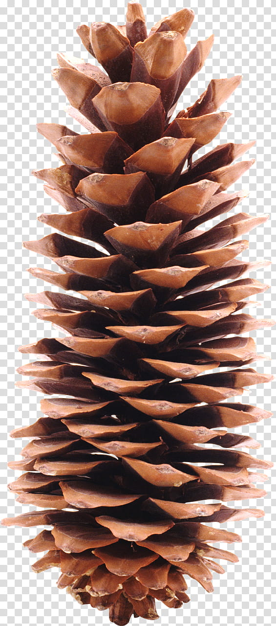 Family Tree, Conifer Cone, Conifers, Scots Pine, Strobilus, California Foothill Pine, Lodgepole Pine, Pine Family transparent background PNG clipart