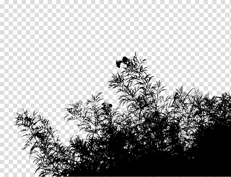Family Tree, Flora, Vegetation, Computer, Leaf, Sky, White, Black transparent background PNG clipart