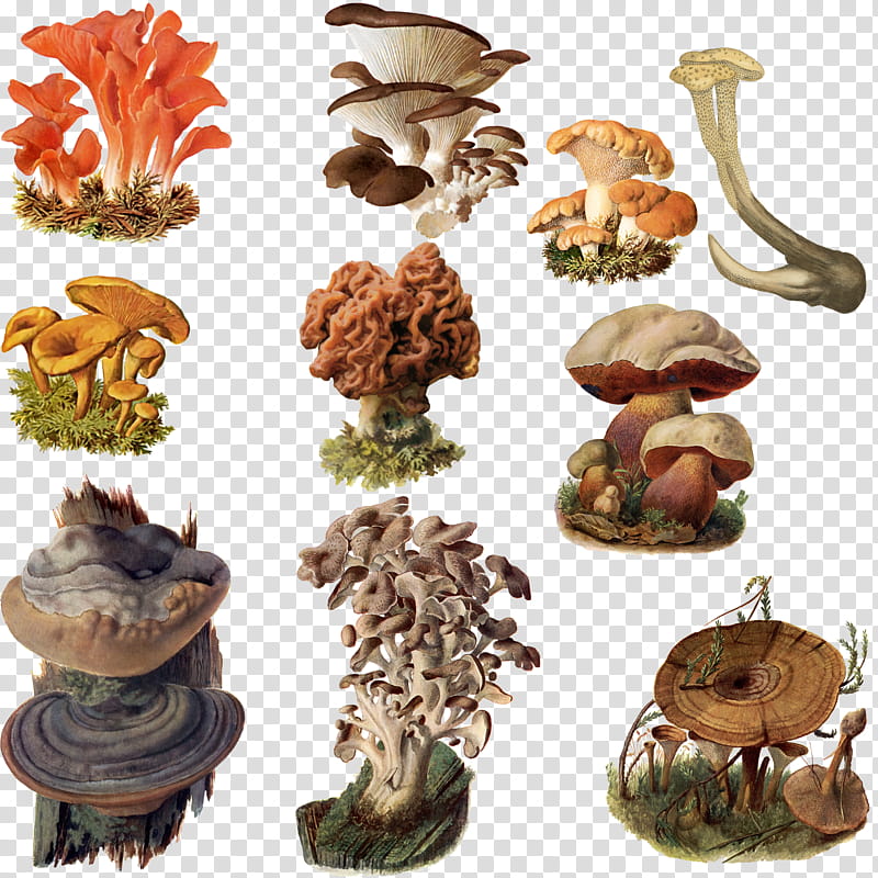 Fungi Mushroom , assorted-color mushroom lot transparent background PNG clipart