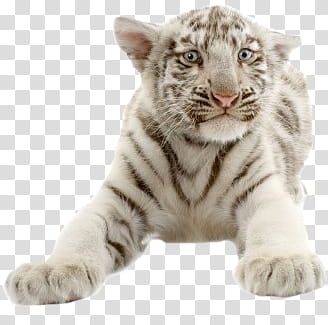 Animal, white tiger transparent background PNG clipart