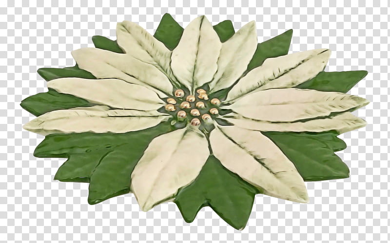 flower plant leaf petal edelweiss, Poinsettia, Wildflower transparent background PNG clipart