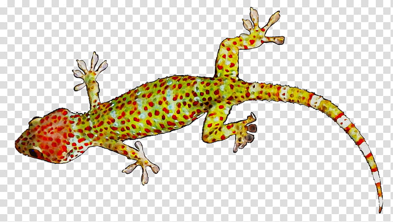 Animal, Gecko, Lizard, Amphibians, Reptile, Animal Figure, Turkish Gecko, Scaled Reptile transparent background PNG clipart