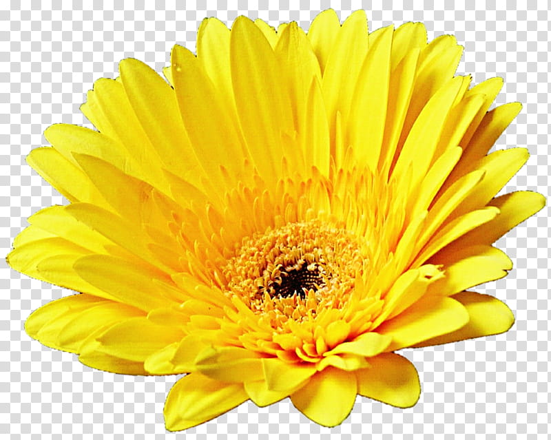 Yellow Gerber Daisy transparent background PNG clipart