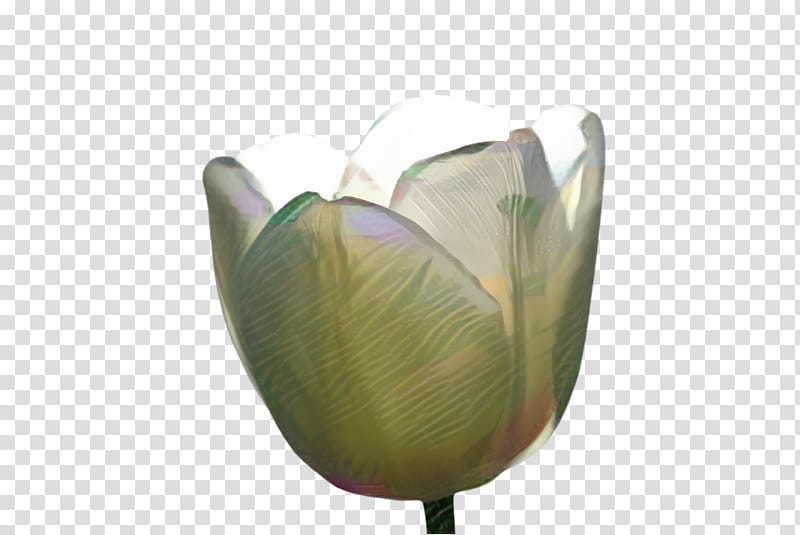 Lily Flower, Tulip, Flora, Blossom, Vase, Glass, Unbreakable, Plant transparent background PNG clipart