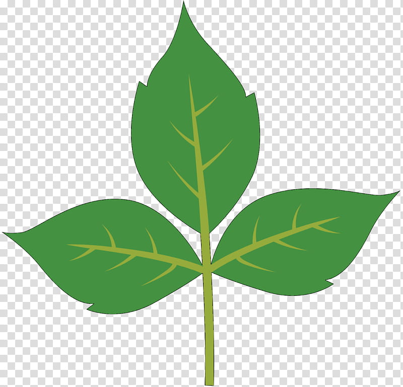 Aloe Vera Leaf, Lotion, Kudzu, Plant Stem, Plants, Skin, Affiliate Marketing, Sorting Algorithm transparent background PNG clipart