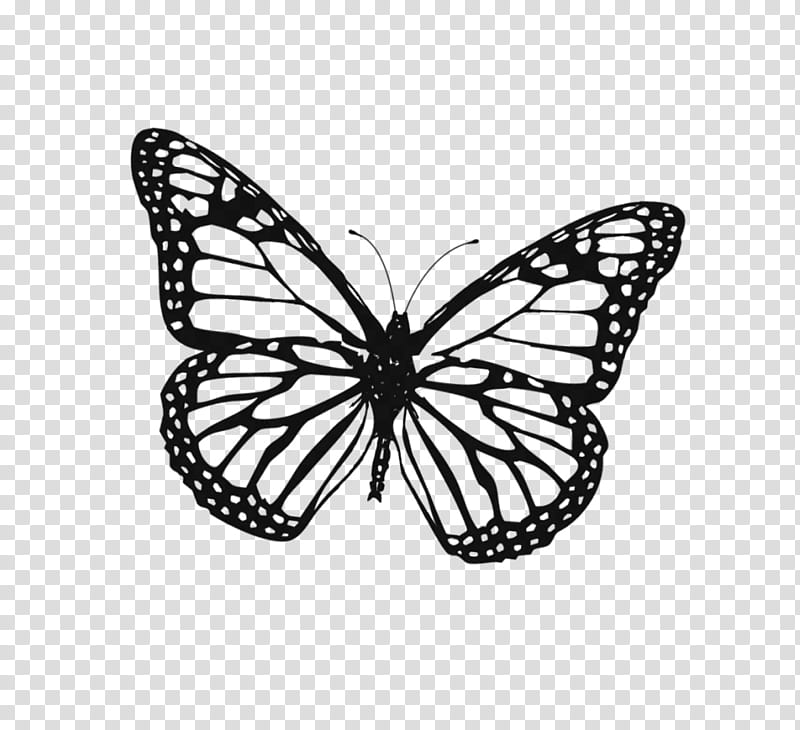 Easy Monarch Butterfly Drawing Tutorial - Easy Drawing Guides