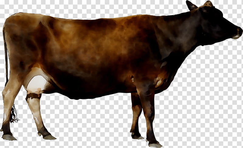 Sheep, Dairy Cattle, Calf, Taurine Cattle, Shorthorn, Goat, Holstein Friesian Cattle, Normande transparent background PNG clipart