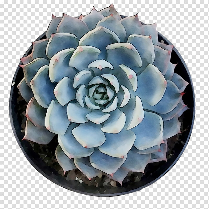 Flower White, Blue, Echeveria, Turquoise, White Mexican Rose, Plant, Agave, Stonecrop Family transparent background PNG clipart