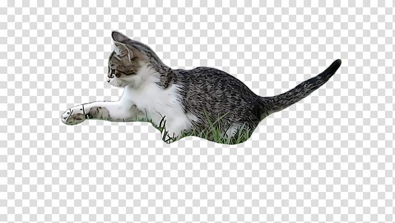 cat small to medium-sized cats european shorthair american wirehair kitten, Small To Mediumsized Cats, Tail transparent background PNG clipart