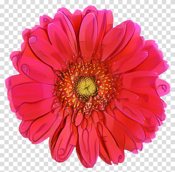 Pink Flowers, Transvaal Daisy, Cut Flowers, Chrysanthemum, Red, Petal, Chamomile, White transparent background PNG clipart