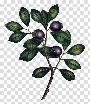 purple fruit illustration \ transparent background PNG clipart