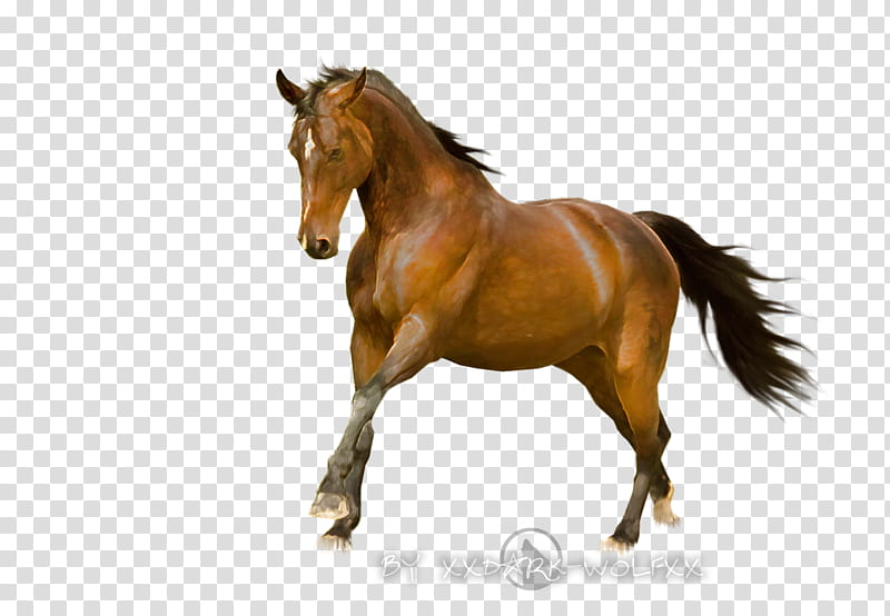 Horse finish, brown horse art transparent background PNG clipart