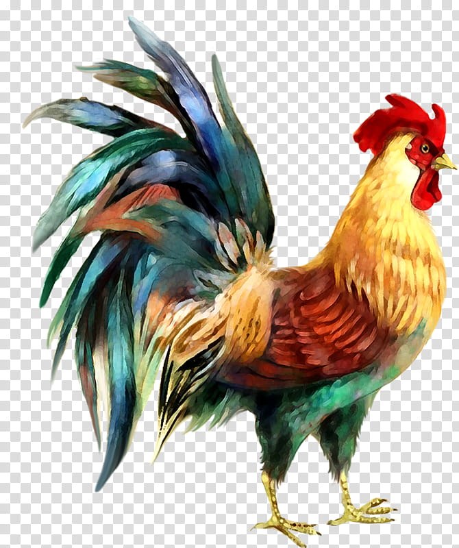 Pencil, Chicken, Rooster, Drawing, Paint, Painting, Art, Poultry Feed transparent background PNG clipart