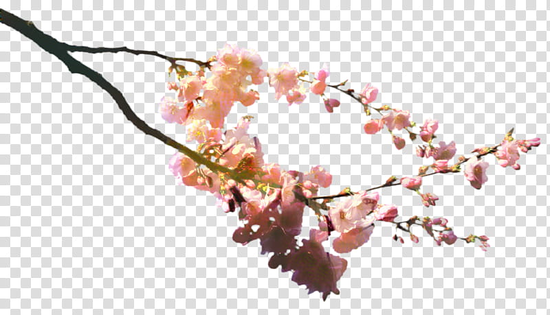 Cherry Blossom Tree, Bento, Branch, Flower, Cherries, Blossom, Petal, Twig transparent background PNG clipart