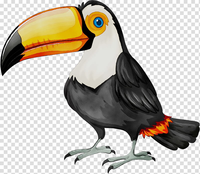 Hornbill Bird, Toucan, Drawing, Beak, Piciformes transparent background PNG clipart