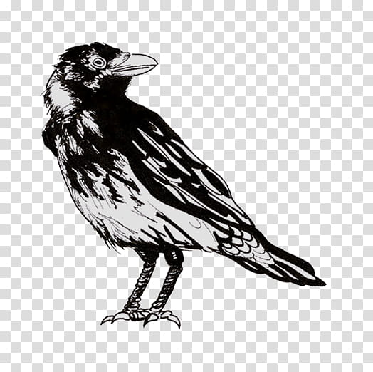 Bird Drawing, American Crow, Common Raven, Hooded Crow, Music, Beak, Bobolink, Crowlike Bird transparent background PNG clipart