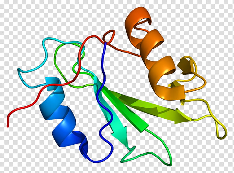 Ptk6 Line, Protein, Tyrosine Kinase, Protein Kinase, Gene, Enzyme, Human, Nonreceptor Tyrosine Kinase transparent background PNG clipart