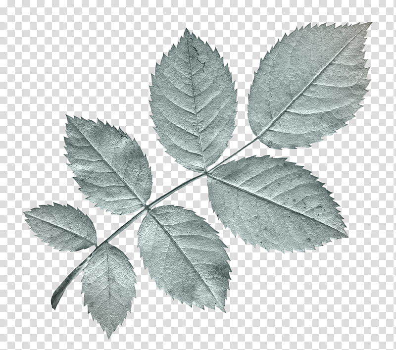 Blue s, gray-colored leaves transparent background PNG clipart
