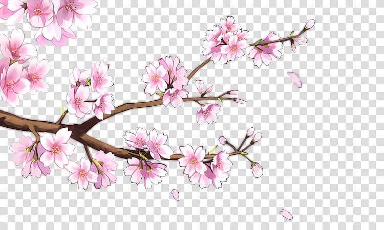 Texture Cherry Blossom Tree Transparent Background Png Clipart