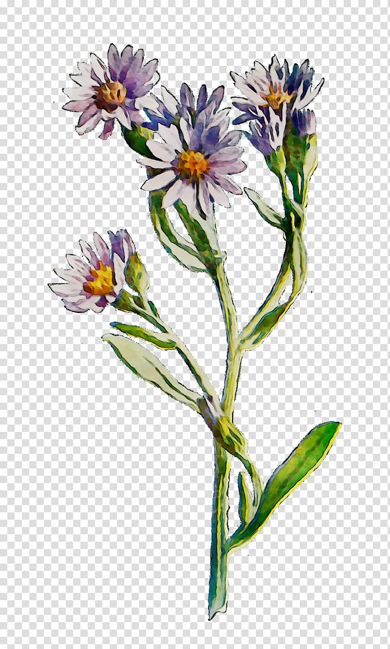 Watercolor Flower, Cut Flowers, Plant Stem, Annual Plant, Plants, Sea Aster, Alpine Aster, Tatarian Aster transparent background PNG clipart