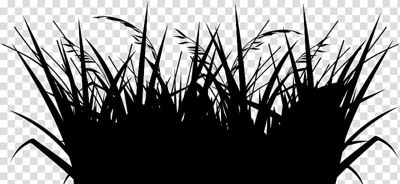 Family Silhouette, Lemongrass, Vetiver, Fluval Edge, Grasses, Blackandwhite, Grass Family, Plant transparent background PNG clipart