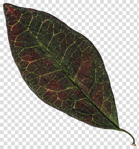Leaves , purple and green leafed plant transparent background PNG clipart