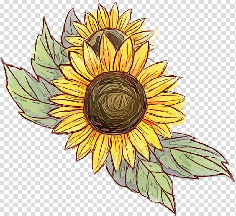 Sunflower, Watercolor, Paint, Wet Ink, Yellow, Plant, Leaf, Flowering Plant transparent background PNG clipart