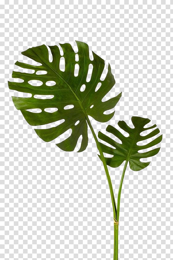 , green leafed plant transparent background PNG clipart
