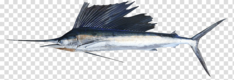 Fishing, Swordfish, Sailfish, Tuna, Florida, Bonefish, Rayfinned Fishes, Salmon transparent background PNG clipart