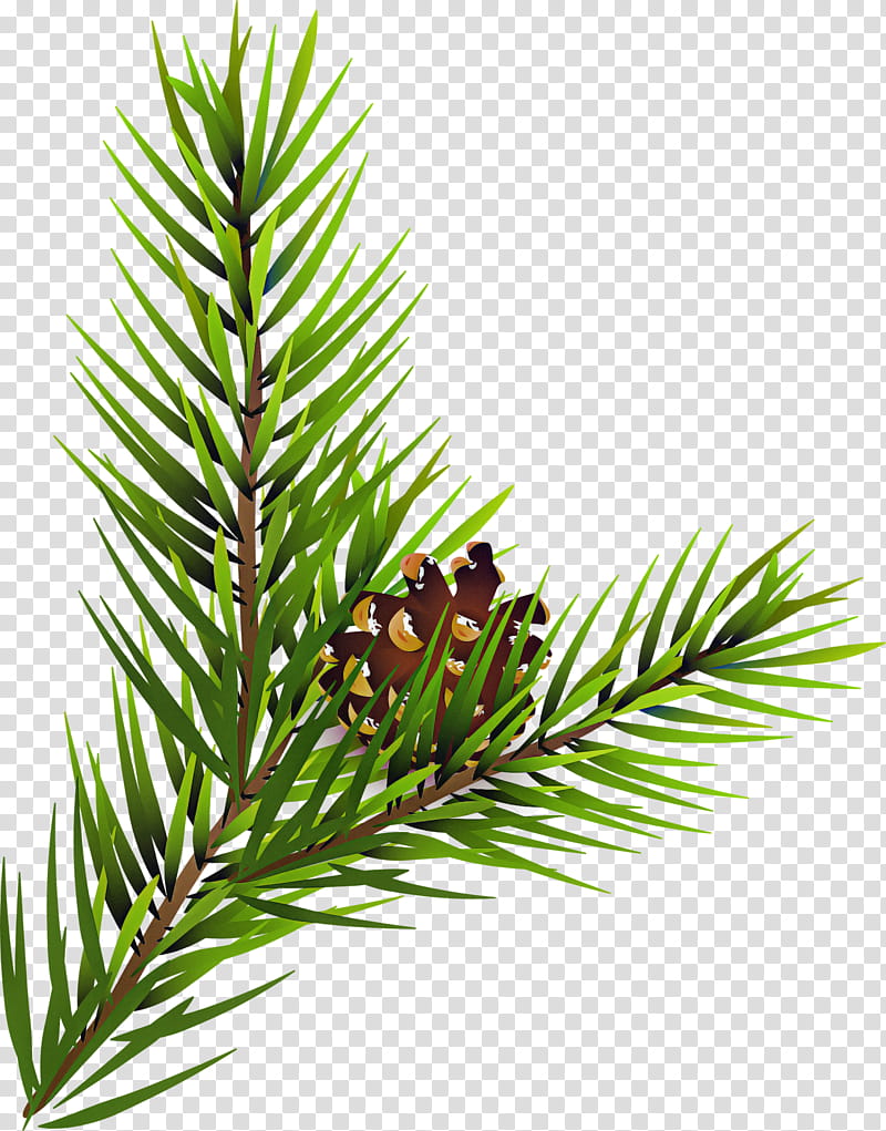 loblolly pine tree clip art