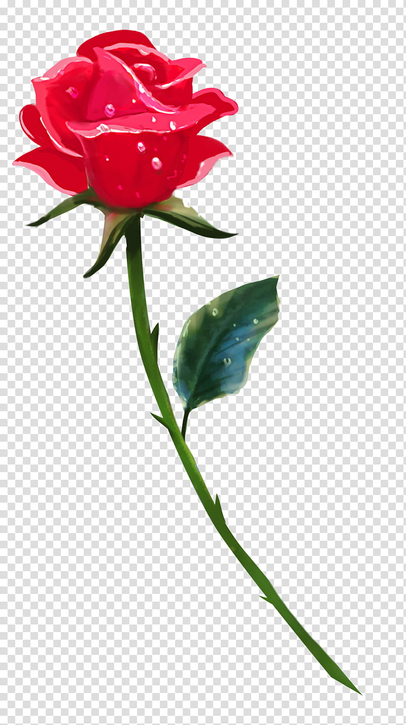 A Single Rose, red rose flower illustration transparent background PNG clipart