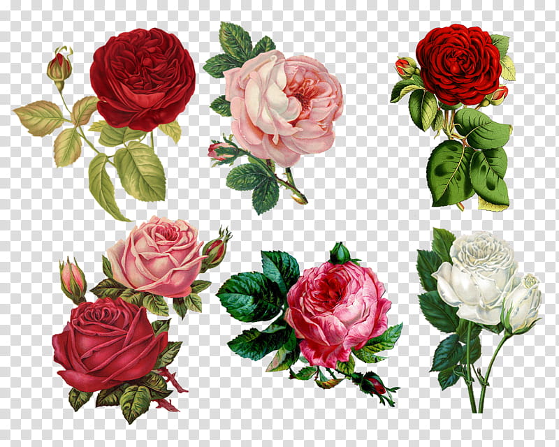 Watcher , red, white, and peach rose flowers illustration transparent background PNG clipart