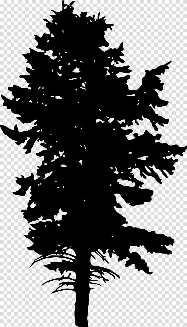 Christmas Black And White, Silhouette, Blue Spruce, Tree, Black Spruce, Drawing, Pine, Branch transparent background PNG clipart