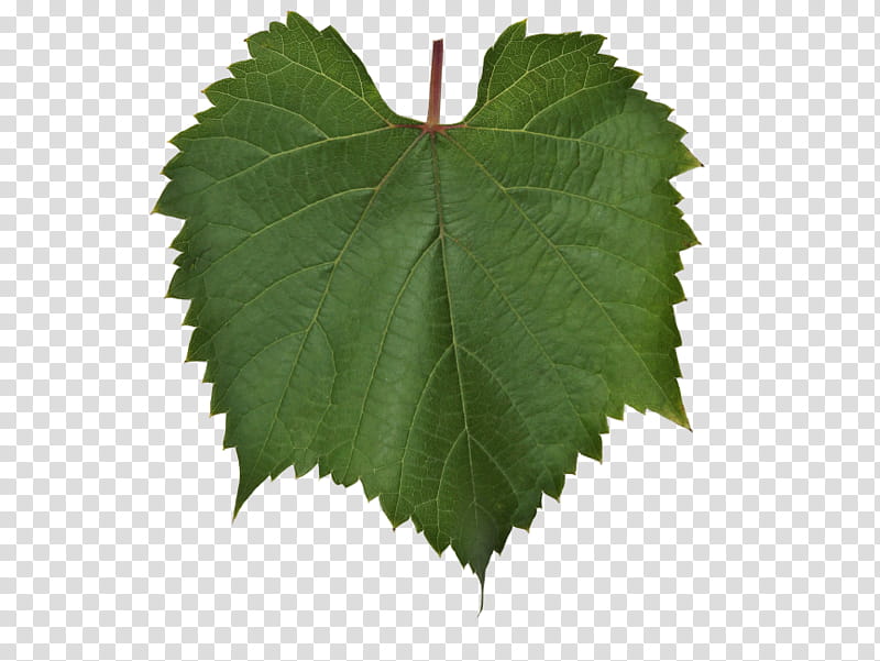 Basil Leaf, Grapevines, Grape Leaves, Vine Leaf Roll, Vegetable, Tomato, Basket, Pumpkin transparent background PNG clipart