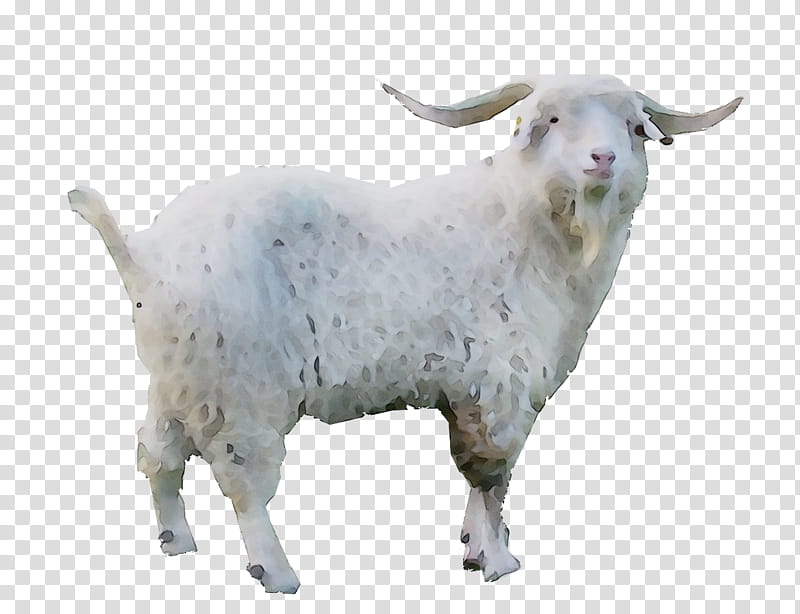 Eid Al Adha Islamic, Eid Mubarak, Sheep, Muslim, Goat, Cattle, Goats, Cowgoat Family transparent background PNG clipart