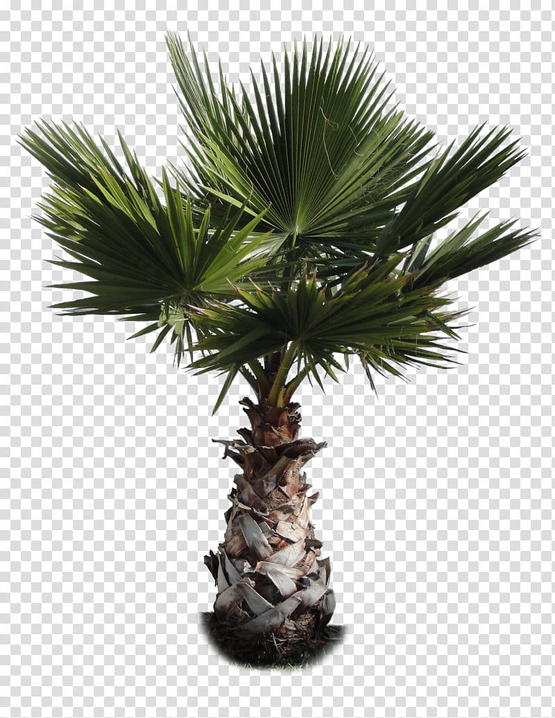 Tree  , palm tree transparent background PNG clipart