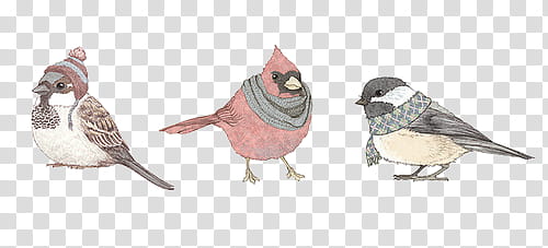 s, sparrow, cardinal, and chickadee illustration transparent background PNG clipart