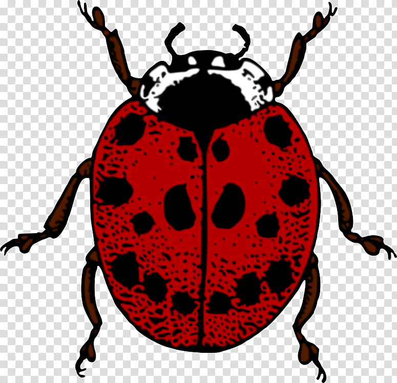 Ladybug, Insect, Beetle, Leaf Beetle, Weevil, Jewel Bugs transparent background PNG clipart