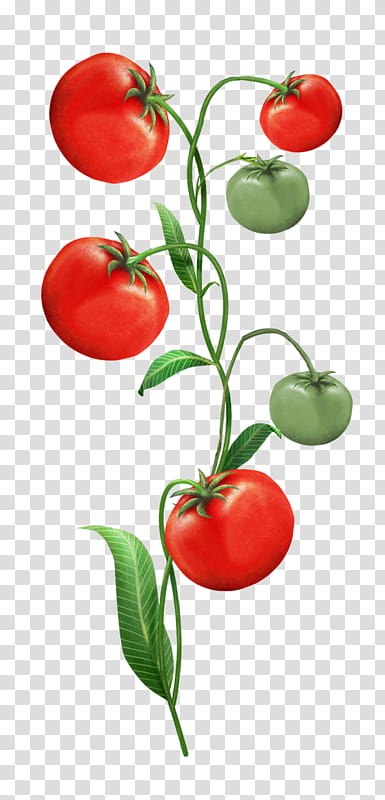 Watercolor Flower, Plum Tomato, Food, Bush Tomato, Cherries, Barbados Cherry, Peppers, Bell Pepper transparent background PNG clipart