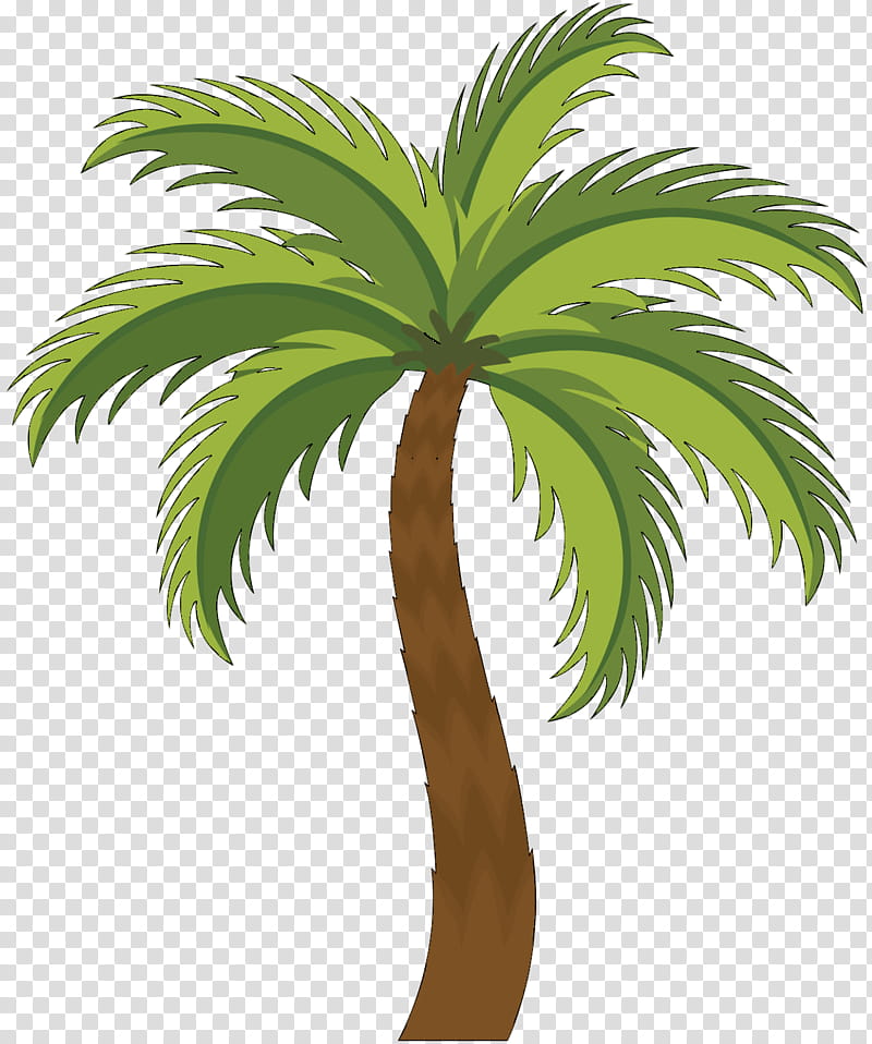 Date Tree Leaf, Asian Palmyra Palm, Palm Trees, Trachycarpus Fortunei, Chamaerops Humilis, Babassu, Mediterranean Cypress, Plants transparent background PNG clipart
