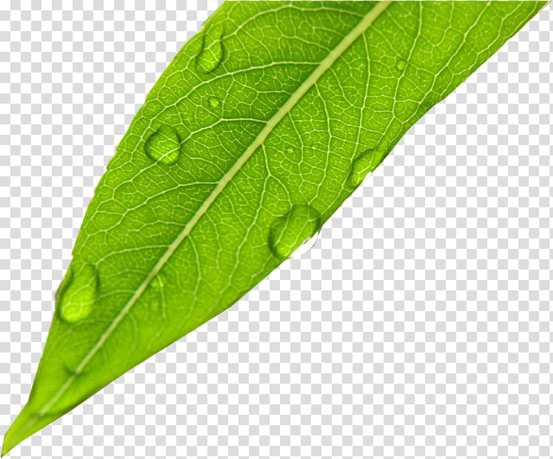 SET Natural, dew drops on green leaf transparent background PNG clipart