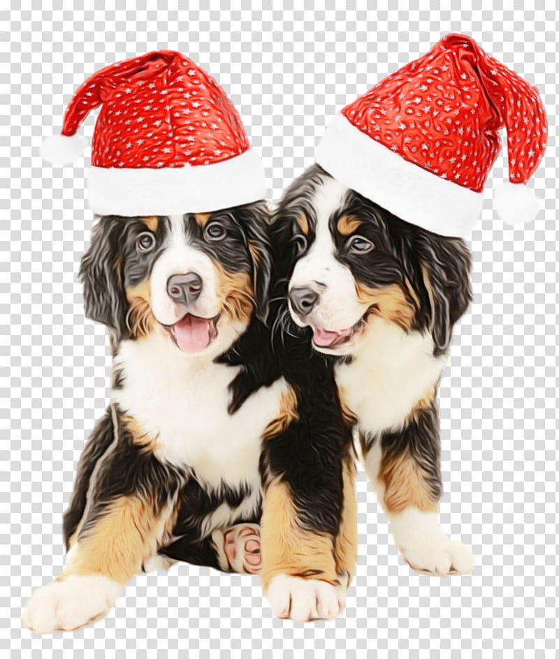 dog bernese mountain dog working dog companion dog puppy, Santa Hat, Christmas , Watercolor, Paint, Wet Ink transparent background PNG clipart